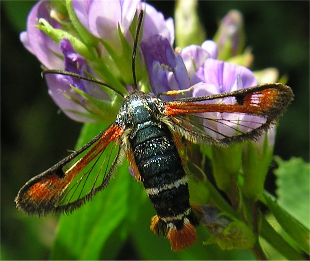 Pyropteron chrysidiforme